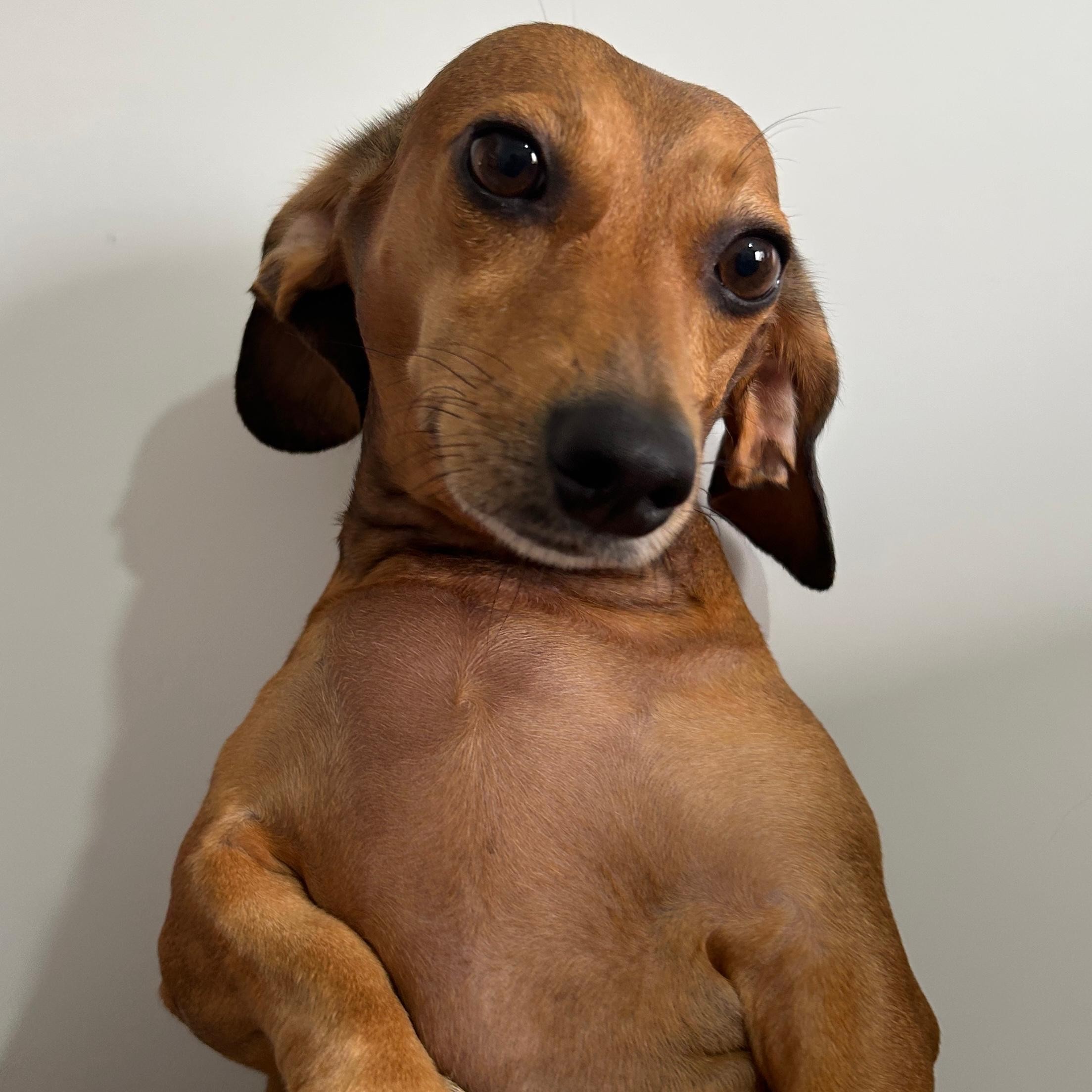 Minha cachorrinha salsicha Bella